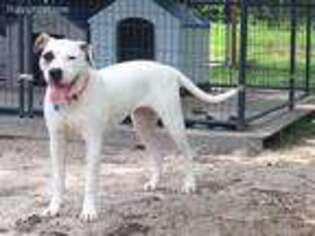 American Bulldog Puppy for sale in Mascotte, FL, USA