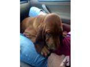 Bloodhound Puppy for sale in CAMBRIDGE CITY, IN, USA