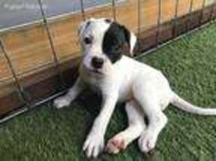 Alapaha Blue Blood Bulldog Puppy for sale in New Braunfels, TX, USA