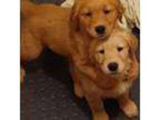 Golden Retriever Puppy for sale in Londonderry, NH, USA