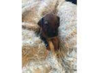 Rhodesian Ridgeback Puppy for sale in Temecula, CA, USA