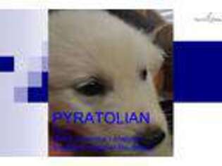 Great Pyrenees Puppy for sale in Los Angeles, CA, USA