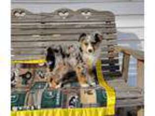 Australian Shepherd Puppy for sale in Bethany, IL, USA