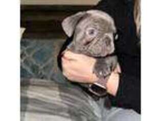 French Bulldog Puppy for sale in Gray, KY, USA