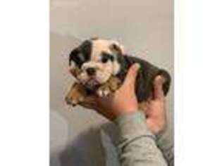 Bulldog Puppy for sale in San Jose, CA, USA