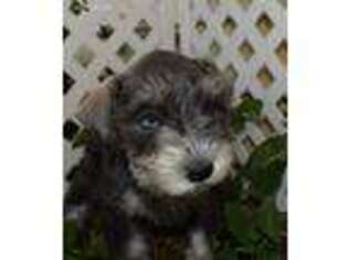 Mutt Puppy for sale in Seagraves, TX, USA