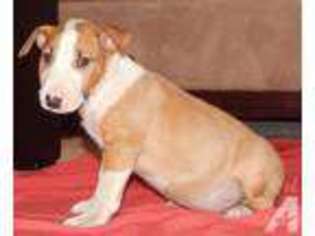 Bull Terrier Puppy for sale in ROCHESTER, NY, USA