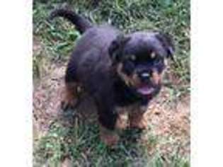 Rottweiler Puppy for sale in Limestone, TN, USA