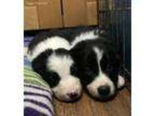 Border Collie Puppy for sale in Frankfort, IL, USA