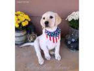Labrador Retriever Puppy for sale in Hesperia, CA, USA