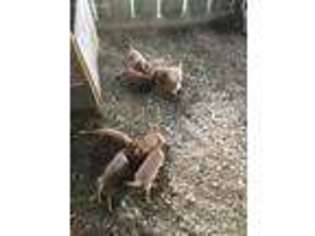 Labrador Retriever Puppy for sale in Sparta, NC, USA