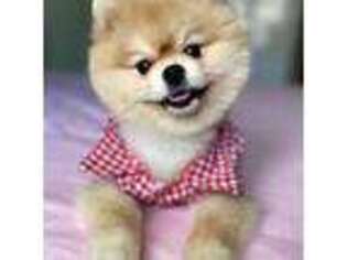 Pomeranian Puppy for sale in Dallas, TX, USA