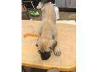 Bullmastiff Puppy for sale in Newnan, GA, USA