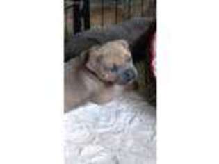 Cane Corso Puppy for sale in Sylvia, KS, USA