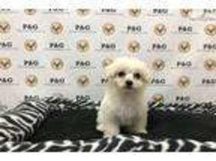 Maltipom Puppy for sale in Los Angeles, CA, USA