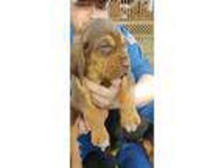Bloodhound Puppy for sale in Carlisle, KY, USA