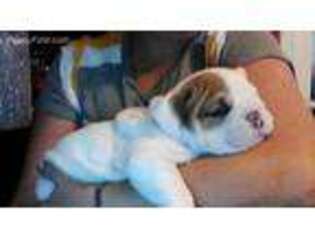 Bulldog Puppy for sale in Newman Lake, WA, USA
