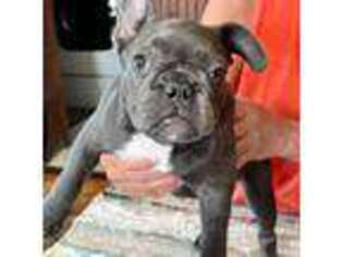 French Bulldog Puppy for sale in Mooresboro, NC, USA