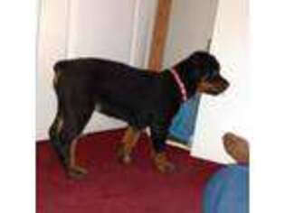 Rottweiler Puppy for sale in Richmond, CA, USA