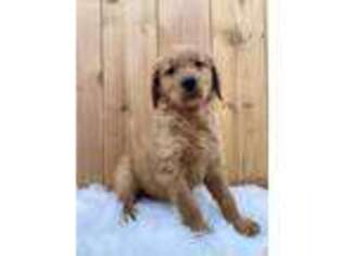 Goldendoodle Puppy for sale in Shreve, OH, USA