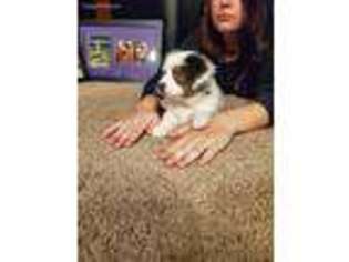 Miniature Australian Shepherd Puppy for sale in Ames, IA, USA