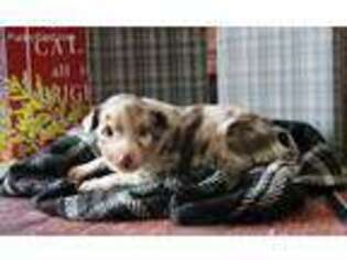 Australian Shepherd Puppy for sale in Middlebury, IN, USA