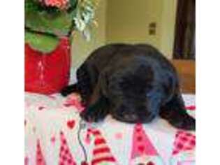 Labrador Retriever Puppy for sale in Waterford, WI, USA