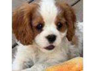 Cavalier King Charles Spaniel Puppy for sale in Bigfork, MT, USA