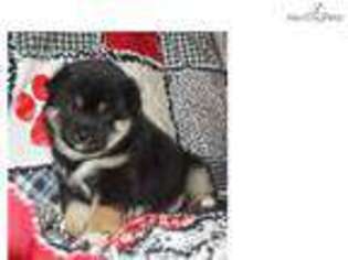 Shiba Inu Puppy for sale in Joplin, MO, USA