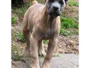Cane Corso Puppy for sale in Atco, NJ, USA