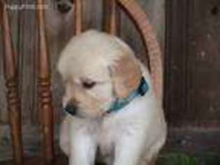 Golden Retriever Puppy for sale in Morgantown, PA, USA