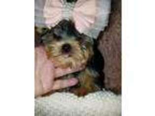 Yorkshire Terrier Puppy for sale in Memphis, TN, USA