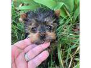 Yorkshire Terrier Puppy for sale in Hellertown, PA, USA
