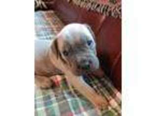 Cane Corso Puppy for sale in Zanesville, OH, USA