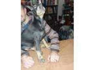Doberman Pinscher Puppy for sale in Pearl City, IL, USA