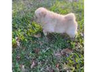 Chow Chow Puppy for sale in Denham Springs, LA, USA
