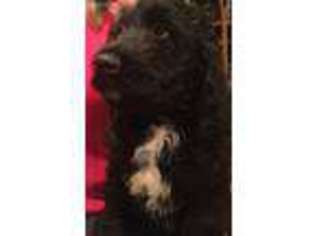 Labradoodle Puppy for sale in Beavercreek, OR, USA