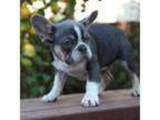 French Bulldog Puppy for sale in Murrieta, CA, USA
