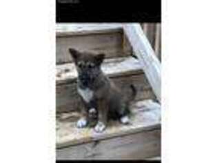 Shiba Inu Puppy for sale in South Boston, VA, USA