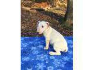 Bull Terrier Puppy for sale in Morganton, GA, USA