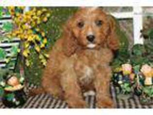 Cavapoo Puppy for sale in Wichita, KS, USA