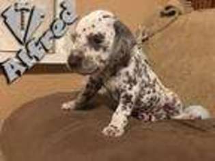 Dalmatian Puppy for sale in Dallas, TX, USA