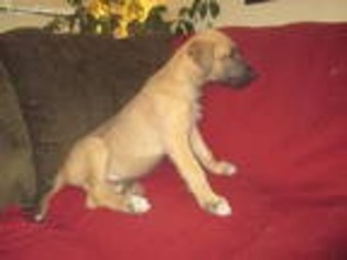 Irish Wolfhound Puppy for sale in Ashland, WI, USA