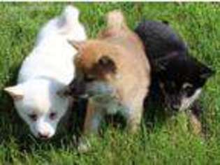 Shiba Inu Puppy for sale in Buffalo, NY, USA
