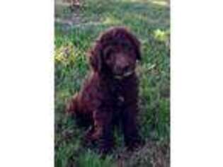 Goldendoodle Puppy for sale in Omaha, AR, USA