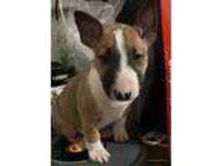 Bull Terrier Puppy for sale in Visalia, CA, USA