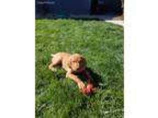 Vizsla Puppy for sale in Jerome, ID, USA