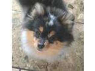 Pomeranian Puppy for sale in East Sparta, OH, USA