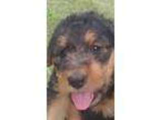 Airedale Terrier Puppy for sale in Millersburg, OH, USA