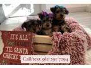 Yorkshire Terrier Puppy for sale in La Habra, CA, USA